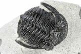 Bargain, Hollardops Trilobite -Ofaten, Morocco #271537-2